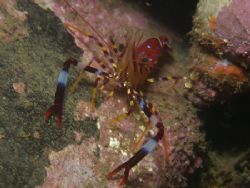 subantarctic shrimp Campylonotus vagans,
a beautiful inv... by Cesar Cardenas 
